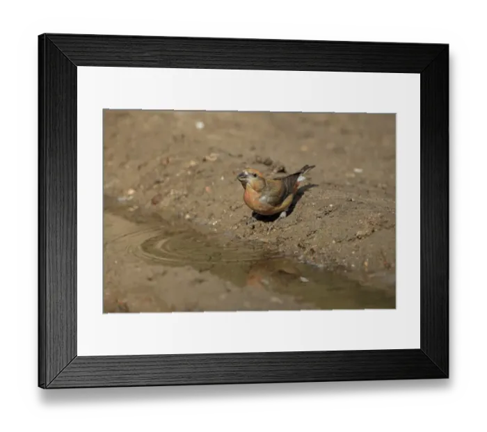Framed Print : Red Crossbill (Loxia curvirostra) adult male, drinking at puddle, Norfolk, England, April