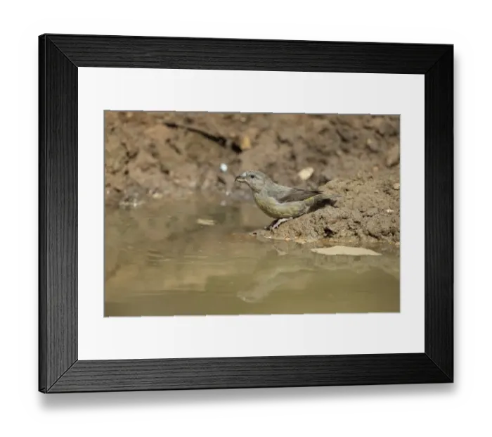 Framed Print : Red Crossbill (Loxia curvirostra) adult female, drinking at puddle, Norfolk, England, April Framed Print : Red Crossbill (Loxia curvirostra) adult female, drinking at puddle, Norfolk, England, April