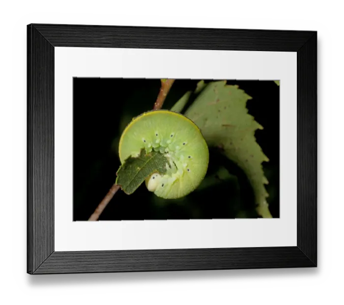 Framed Print : Large Birch Sawfly (Cimbex femoratus) larva, feeding on birch leaf, Norfolk, England, July Framed Print : Large Birch Sawfly (Cimbex femoratus) larva, feeding on birch leaf, Norfolk, England, July
