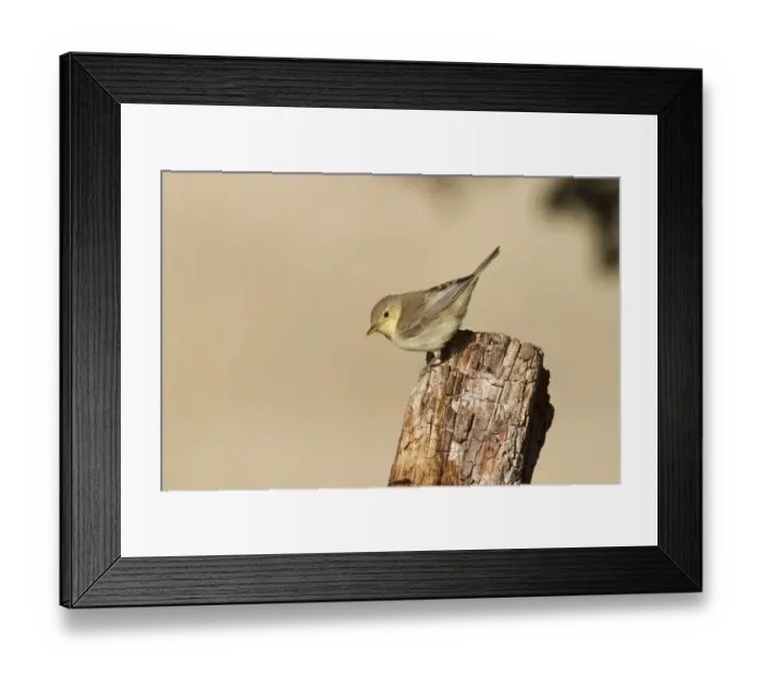 Framed Print : Melodious Warbler (Hippolais polyglotta) juvenile, perched on fencepost, Castilla y Leon, Spain, September Framed Print : Melodious Warbler (Hippolais polyglotta) juvenile, perched on fencepost, Castilla y Leon, Spain, September