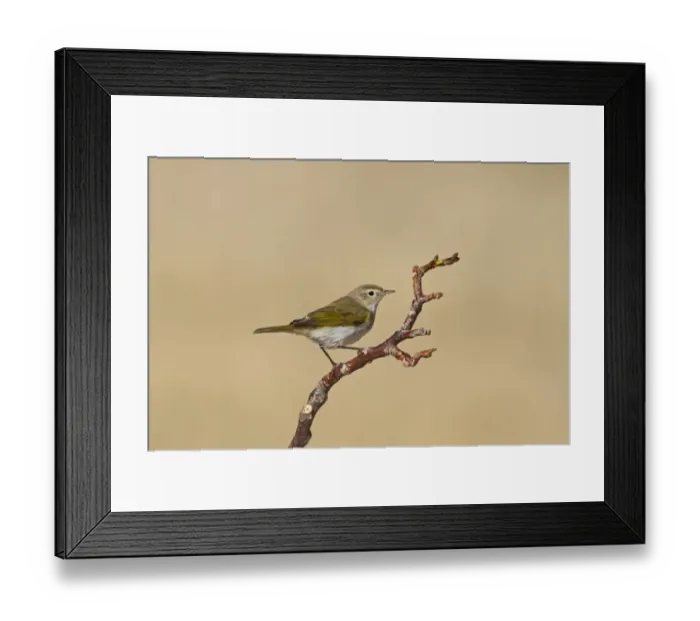 Framed Print : Western Bonellis Warbler (Phylloscopus bonelli) adult, perched on twig, Castilla y Leon, Spain, August Framed Print : Western Bonellis Warbler (Phylloscopus bonelli) adult, perched on twig, Castilla y Leon, Spain, August