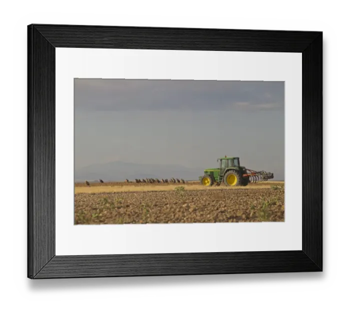 Framed Print : Eurasian Griffon Vulture (Gyps fulvus) flock, standing in cultivated field near John Deere tractor, Castilla y Leon Framed Print : Eurasian Griffon Vulture (Gyps fulvus) flock, standing in cultivated field near John Deere tractor, Castilla y Leon
