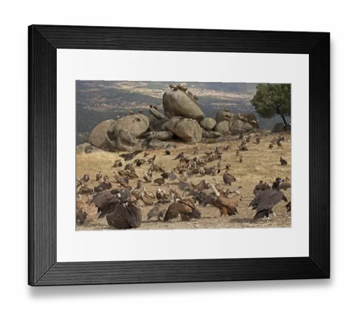Framed Print : Eurasian Black Vulture (Aegypius monachus) and Eurasian Griffon Vulture (Gyps fulvus) flock, at feeding station