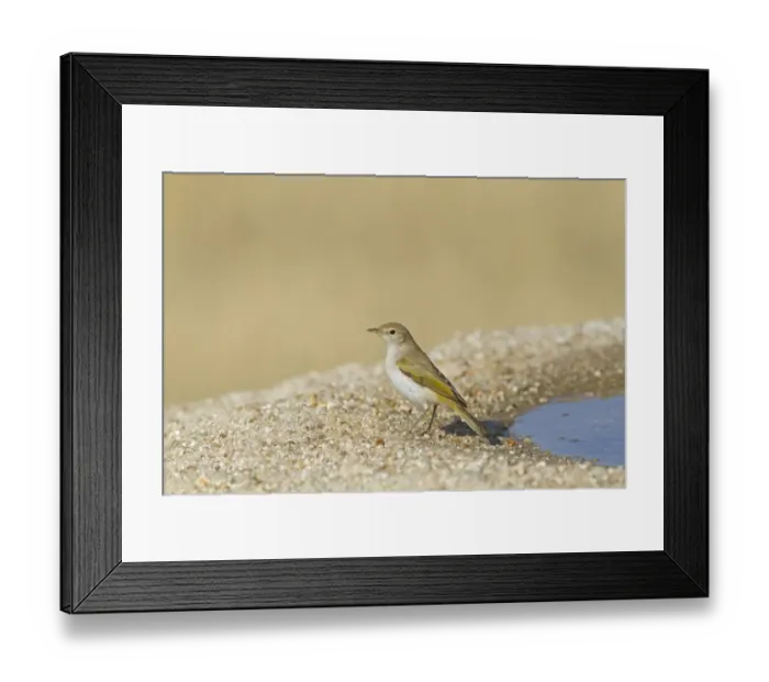 Framed Print : Western Bonellis Warbler (Phylloscopus bonelli) adult, standing at edge of drinking pool, Castilla y Leon, Spain Framed Print : Western Bonellis Warbler (Phylloscopus bonelli) adult, standing at edge of drinking pool, Castilla y Leon, Spain