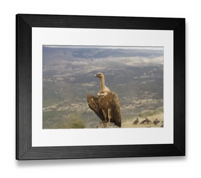 Framed Print : Eurasian Griffon Vulture (Gyps fulvus) juvenile, standing on rock, Castilla y Leon, Spain, September Framed Print : Eurasian Griffon Vulture (Gyps fulvus) juvenile, standing on rock, Castilla y Leon, Spain, September