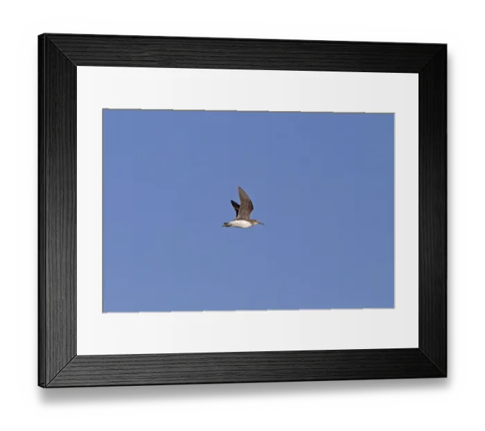 Framed Print : Green Sandpiper (Tringa ochropus) juvenile, in flight, autumn migrant, Castilla y Leon, Spain, August Framed Print : Green Sandpiper (Tringa ochropus) juvenile, in flight, autumn migrant, Castilla y Leon, Spain, August