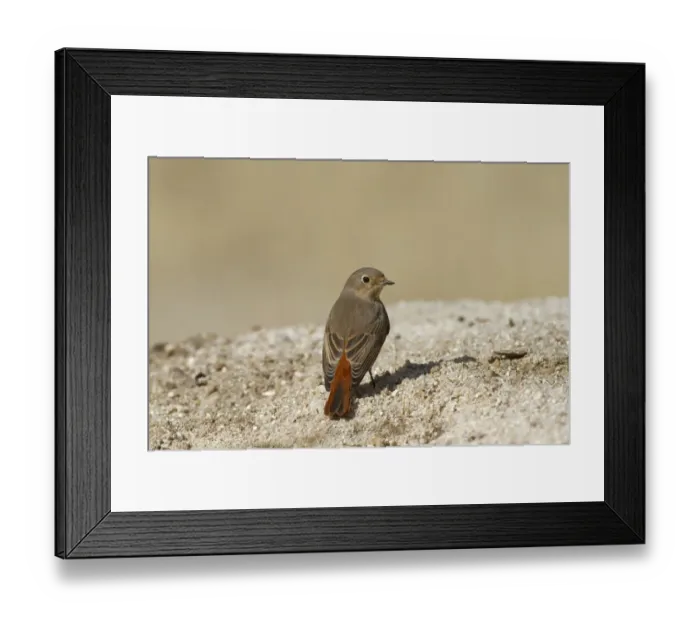 Framed Print : Common Redstart (Phoenicurus phoenicurus) adult female / juvenile, autumn migrant, standing on sand, Castilla y Leon Framed Print : Common Redstart (Phoenicurus phoenicurus) adult female / juvenile, autumn migrant, standing on sand, Castilla y Leon