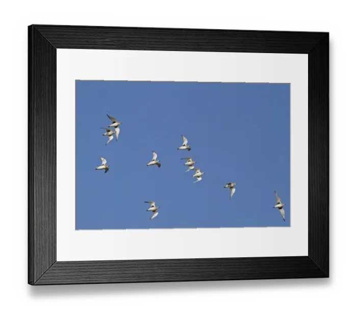Framed Print : Grey Plover (Pluvialis squatarola) flock, in flight, Norfolk, England, November Framed Print : Grey Plover (Pluvialis squatarola) flock, in flight, Norfolk, England, November