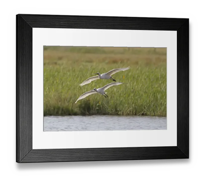 Framed Print : Eurasian Spoonbill (Platalea leucorodia) adult and juvenile, in flight, landing in marshland, Cley Marshes Reserve