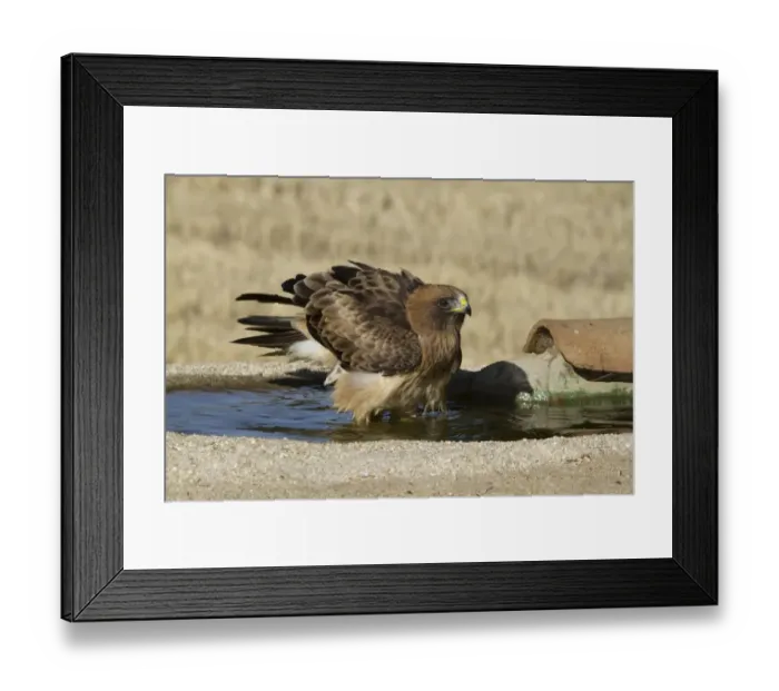 Framed Print : Booted Eagle (Hieraaetus pennatus) pale morph, bathing in pool, Castilla y Leon, Spain, August Framed Print : Booted Eagle (Hieraaetus pennatus) pale morph, bathing in pool, Castilla y Leon, Spain, August