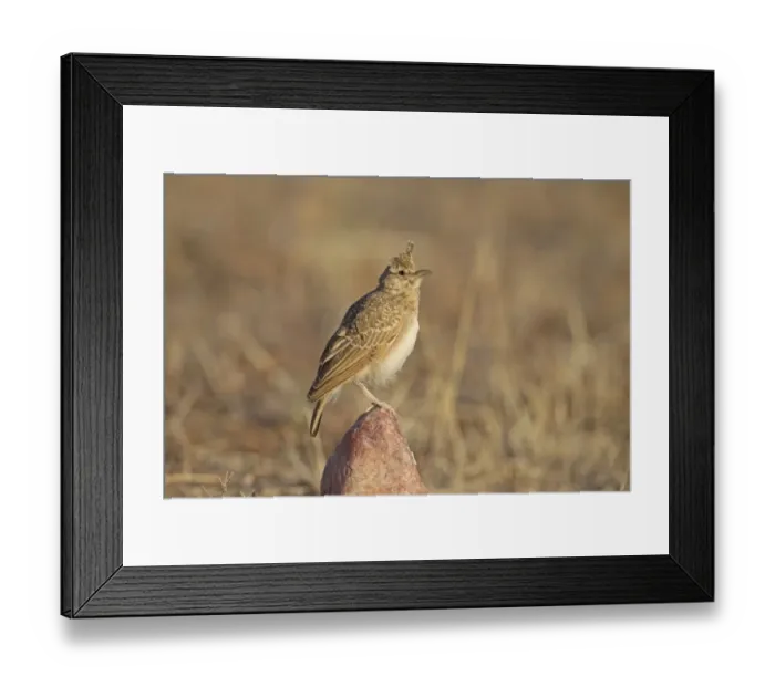 Framed Print : Crested Lark (Galerida cristata) juvenile, perched on stone, Castilla y Leon, Spain, August Framed Print : Crested Lark (Galerida cristata) juvenile, perched on stone, Castilla y Leon, Spain, August