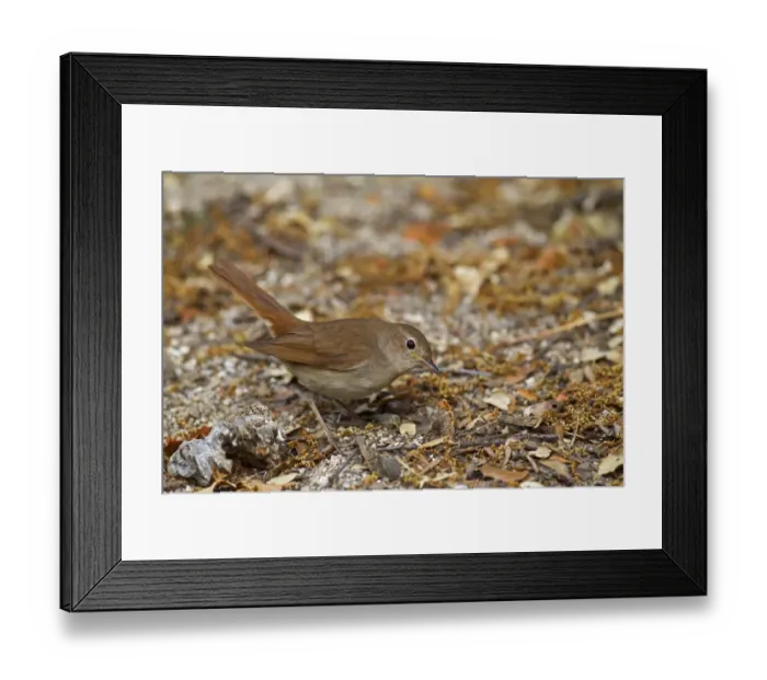 Framed Print : Common Nightingale (Luscinia megarhynchos) adult, feeding on ground in open, Castilla y Leon, Spain, June