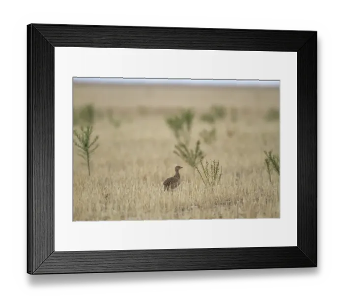 Framed Print : Little Bustard (Tetrax tetrax) adult, standing in field during autumn migration, Castilla y Leon, Spain, September Framed Print : Little Bustard (Tetrax tetrax) adult, standing in field during autumn migration, Castilla y Leon, Spain, September