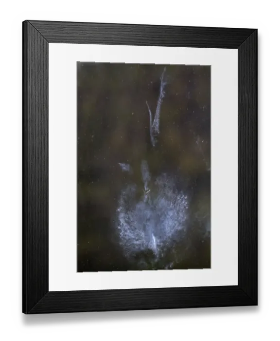 Framed Print : Common Pheasant (Phasianus colchicus) powder down imprint on glass after collision with window, Norfolk, England