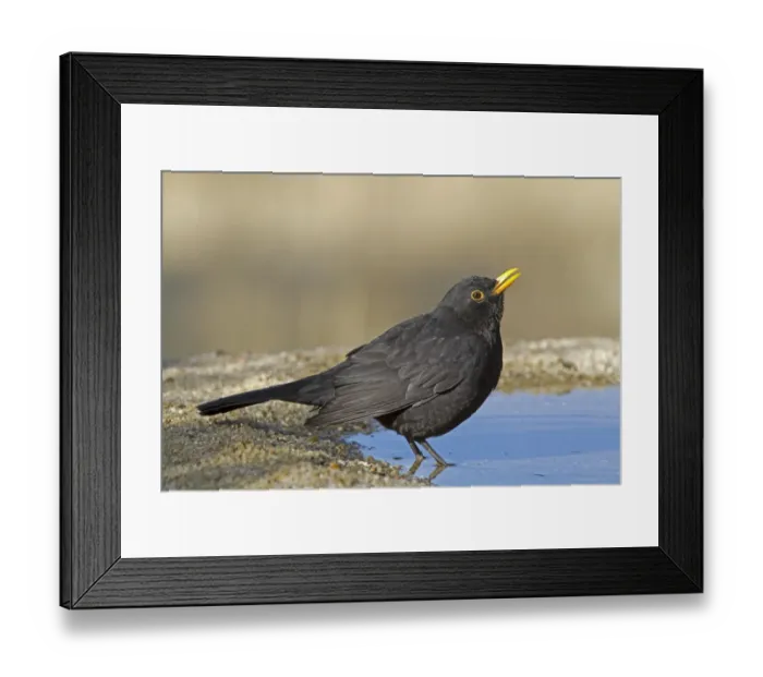Framed Print : European Blackbird (Turdus merula) adult male, drinking at pool, Castilla y Leon, Spain, September