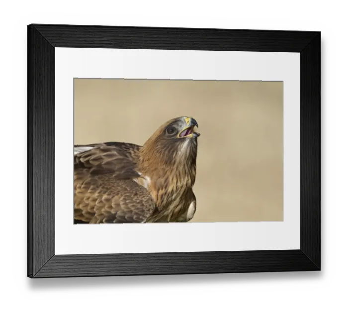 Framed Print : Booted Eagle (Hieraaetus pennatus) pale morph, close-up of head, drinking at pool, Castilla y Leon, Spain, August Framed Print : Booted Eagle (Hieraaetus pennatus) pale morph, close-up of head, drinking at pool, Castilla y Leon, Spain, August