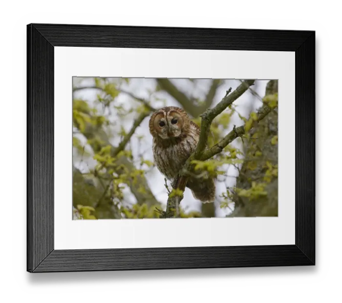Framed Print : Tawny Owl (Strix aluco) adult, perched on branch in oak tree during daylight, Norfolk, England, May Framed Print : Tawny Owl (Strix aluco) adult, perched on branch in oak tree during daylight, Norfolk, England, May