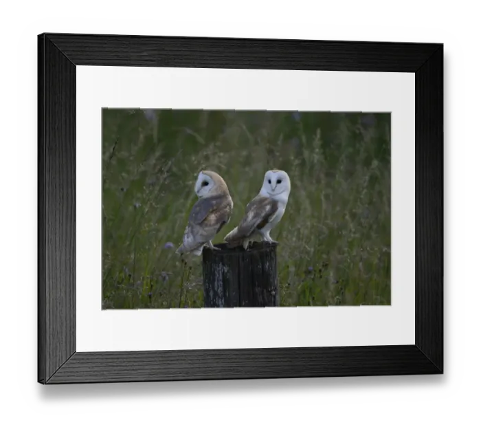 Framed Print : Barn Owl (Tyto alba) two juveniles, recently fledged, standing on post at dusk, Norfolk, England, July