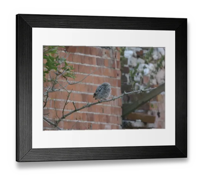 Framed Print : Little Owl (Athene noctua) juvenile, recently fledged, perched on elder branch beside farm building, Norfolk, England Framed Print : Little Owl (Athene noctua) juvenile, recently fledged, perched on elder branch beside farm building, Norfolk, England