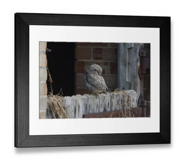 Framed Print : Little Owl (Athene noctua) juvenile, recently fledged, perched on barn door, Norfolk, England, July Framed Print : Little Owl (Athene noctua) juvenile, recently fledged, perched on barn door, Norfolk, England, July