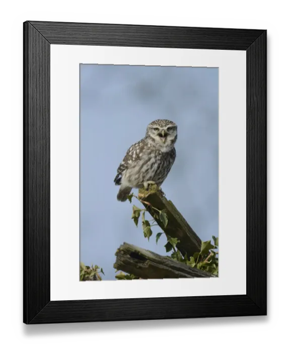 Framed Print : Little Owl (Athene noctua) adult male, calling, perched on roof of old barn, Norfolk, England, March
