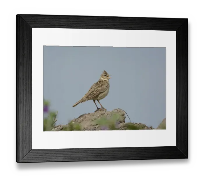 Framed Print : Eurasian Skylark (Alauda arvensis) adult male, singing, standing on mound, Norfolk, England, June Framed Print : Eurasian Skylark (Alauda arvensis) adult male, singing, standing on mound, Norfolk, England, June