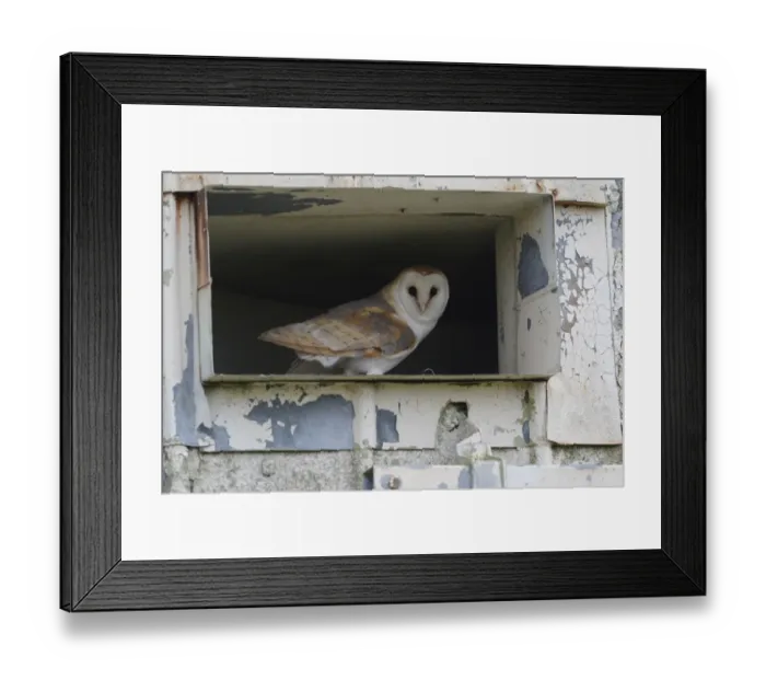 Framed Print : Barn Owl (Tyto alba) adult male, at entrance to derelict building, Norfolk, England, June