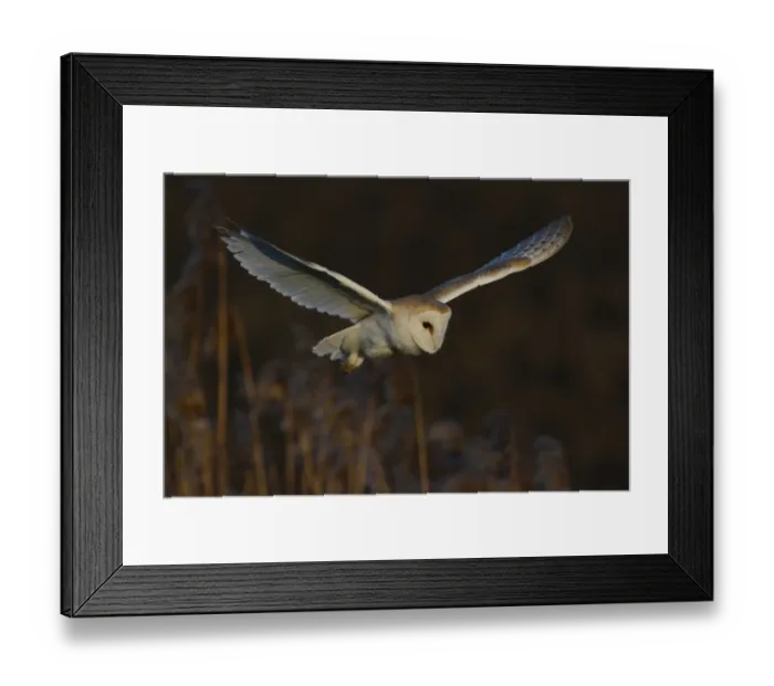 Framed Print : Barn Owl (Tyto alba) adult, in flight, hovering over reedbed, Norfolk, England, February Framed Print : Barn Owl (Tyto alba) adult, in flight, hovering over reedbed, Norfolk, England, February