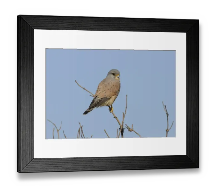 Framed Print : Common Kestrel (Falco tinnunculus) adult male, perched on elder twig, Norfolk, England, March Framed Print : Common Kestrel (Falco tinnunculus) adult male, perched on elder twig, Norfolk, England, March