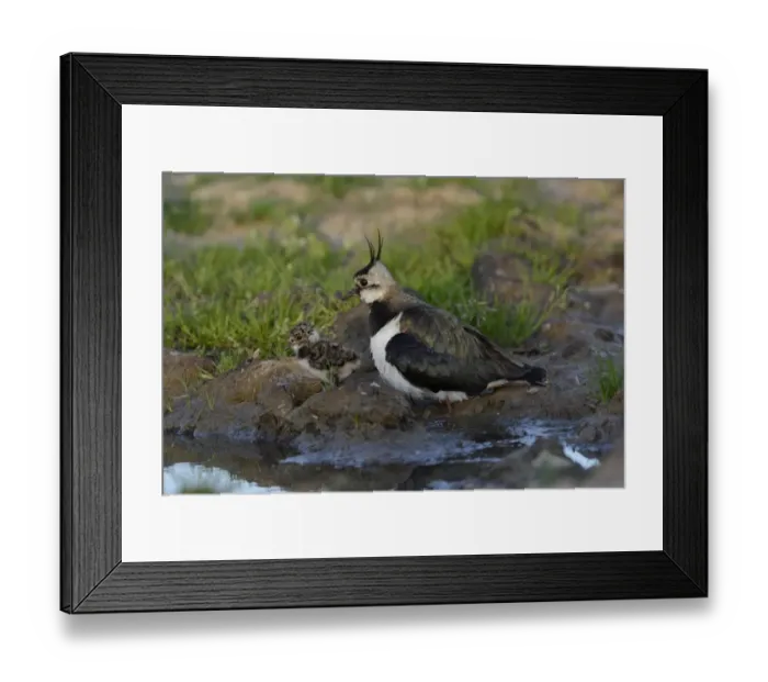Framed Print : Northern Lapwing (Vanellus vanellus) adult female, breeding plumage, and recently hatched chick, at edge of puddle Framed Print : Northern Lapwing (Vanellus vanellus) adult female, breeding plumage, and recently hatched chick, at edge of puddle