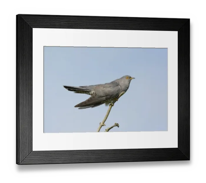 Framed Print : Common Cuckoo (Cuculus canorus) adult male, displaying, perched on dead branch, Norfolk, England, June