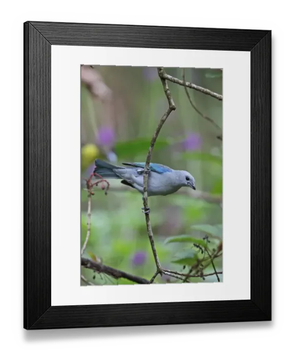 Framed Print : Blue-grey Tanager (Thraupis episcopus cana) adult, clinging to twig, Canopy Lodge, El Valle, Panama, October Framed Print : Blue-grey Tanager (Thraupis episcopus cana) adult, clinging to twig, Canopy Lodge, El Valle, Panama, October
