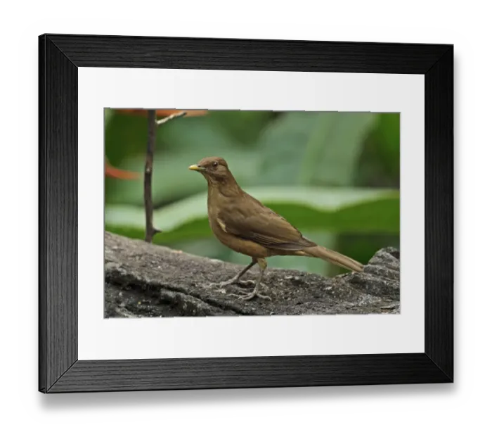 Framed Print : Clay-coloured Robin (Turdus grayi casius) adult, standing on log, Canopy Lodge, El Valle, Panama, October Framed Print : Clay-coloured Robin (Turdus grayi casius) adult, standing on log, Canopy Lodge, El Valle, Panama, October