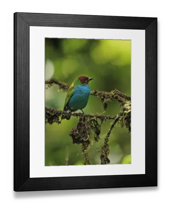 Framed Print : Bay-headed Tanager (Tangara gyrola bangsi) adult, perched on mossy twig, Canopy Lodge, El Valle, Panama, October Framed Print : Bay-headed Tanager (Tangara gyrola bangsi) adult, perched on mossy twig, Canopy Lodge, El Valle, Panama, October