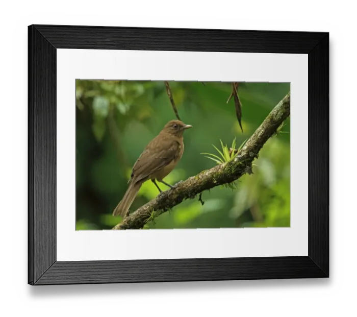 Framed Print : Clay-coloured Robin (Turdus grayi casius) adult, perched on branch, Canopy Lodge, El Valle, Panama, October