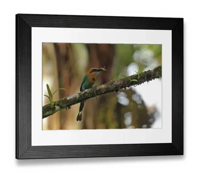 Framed Print : Broad-billed Motmot (Electron platyrhynchum minus) adult, with insect prey in beak, perched on branch, Rio Indio Framed Print : Broad-billed Motmot (Electron platyrhynchum minus) adult, with insect prey in beak, perched on branch, Rio Indio
