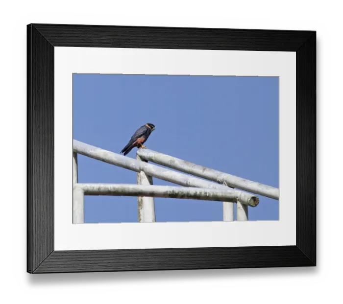Framed Print : Bat Falcon (Falco rufigularis petoensis) adult, perched on railing, Summit Pond, Panama, November Framed Print : Bat Falcon (Falco rufigularis petoensis) adult, perched on railing, Summit Pond, Panama, November