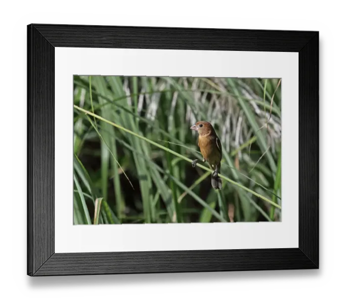 Framed Print : Blue Grosbeak (Passerina caerulea) adult female / juvenile, perched on reed stem, Old Gamboa Road, Panama, November Framed Print : Blue Grosbeak (Passerina caerulea) adult female / juvenile, perched on reed stem, Old Gamboa Road, Panama, November
