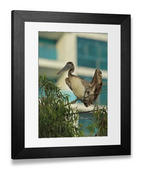 Framed Print : Brown Pelican (Pelecanus occidentalis) immature, roosting on tree in coastal city, Panama City, Panama, November Framed Print : Brown Pelican (Pelecanus occidentalis) immature, roosting on tree in coastal city, Panama City, Panama, November