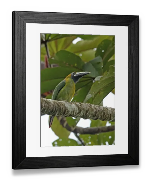 Framed Print : Blue-throated Toucanet (Aulacorhynchus caeruleogularis) adult, perched on branch, Altos del Maria, Panama, October