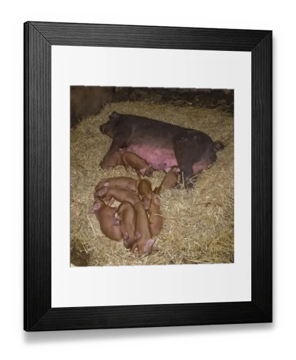 Framed Print : Domestic Pig, Duroc, sow and piglets, laying on straw bedding, Chester, Cheshire, England, October Framed Print : Domestic Pig, Duroc, sow and piglets, laying on straw bedding, Chester, Cheshire, England, October