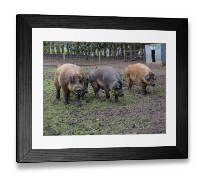 Framed Print : Domestic Pig, Duroc, boar and sows, walking in outdoor pen, Chester, Cheshire, England, October Framed Print : Domestic Pig, Duroc, boar and sows, walking in outdoor pen, Chester, Cheshire, England, October