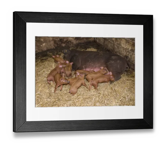 Framed Print : Domestic Pig, Duroc, sow and piglets, on straw bedding, Chester, Cheshire, England, October Framed Print : Domestic Pig, Duroc, sow and piglets, on straw bedding, Chester, Cheshire, England, October