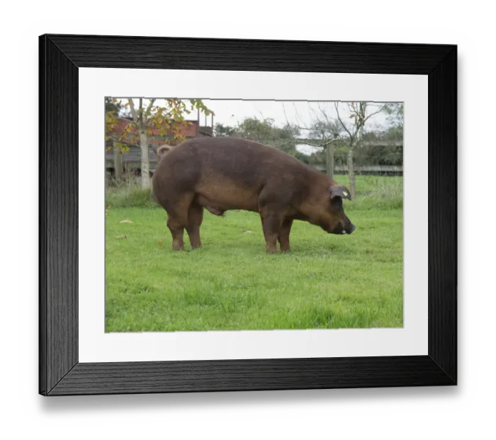 Framed Print : Domestic Pig, Duroc, boar, standing on grass, Chester, Cheshire, England, October Framed Print : Domestic Pig, Duroc, boar, standing on grass, Chester, Cheshire, England, October