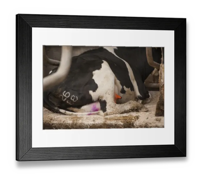 Framed Print : Domestic Cattle, dairy cow, with udder dipped with coloured teat dip after milking, Whitewell, Lancashire, England