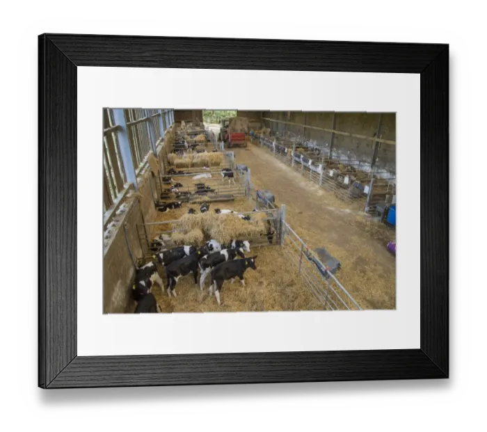 Framed Print : Domestic Cattle, dairy calves, in straw pens inside shed, Whitewell, Lancashire, England, October Framed Print : Domestic Cattle, dairy calves, in straw pens inside shed, Whitewell, Lancashire, England, October