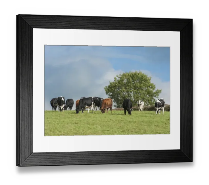 Framed Print : Domestic Cattle, dairy heifers, herd grazing in pasture, Whitewell, Lancashire, England, October