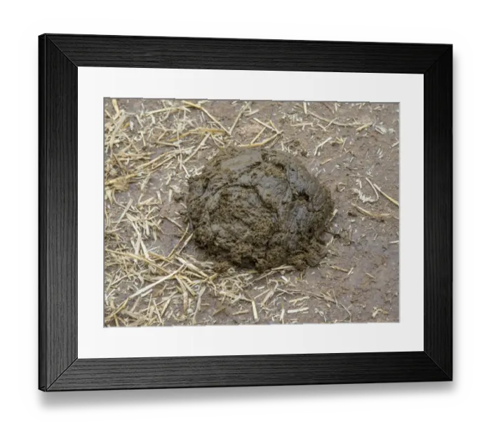 Framed Print : Domestic Cattle, cowpat on dairy farm, Warwickshire, England, November