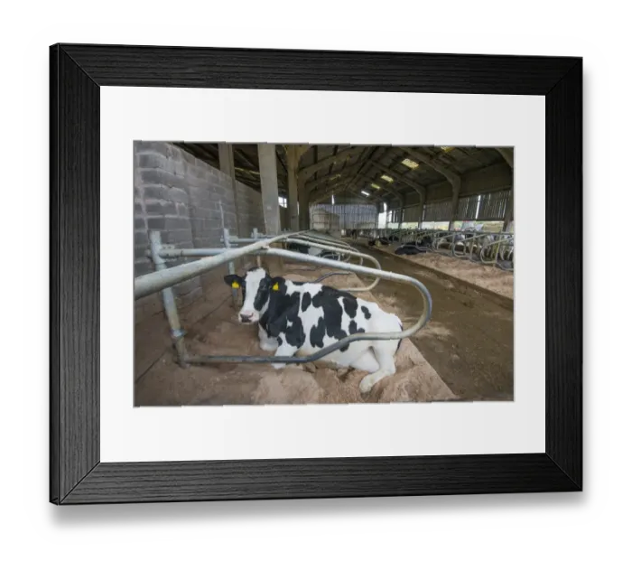 Framed Print : Domestic Cattle, Holstein dairy cow, laying on deep sand bedded cubicle in housing, Warwickshire, England, November Framed Print : Domestic Cattle, Holstein dairy cow, laying on deep sand bedded cubicle in housing, Warwickshire, England, November