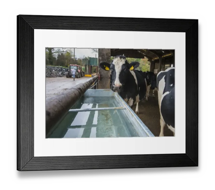 Framed Print : Domestic Cattle, Holstein dairy cows, standing in housing with clean water trough, Warwickshire, England, November Framed Print : Domestic Cattle, Holstein dairy cows, standing in housing with clean water trough, Warwickshire, England, November